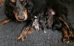 Cockapoo dogs for sale: F1 DNA PHANTOM MERLE TAN PUPPYS  - Image 10