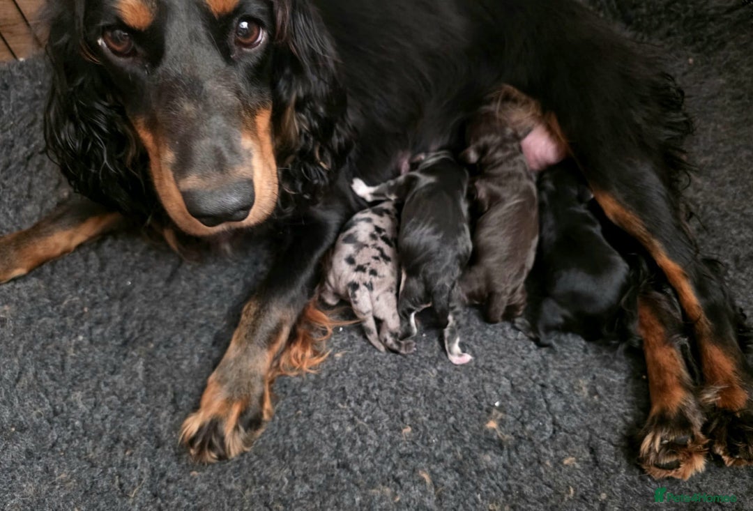 Cockapoo dogs for sale: F1 DNA PHANTOM MERLE TAN PUPPYS  - Image 10