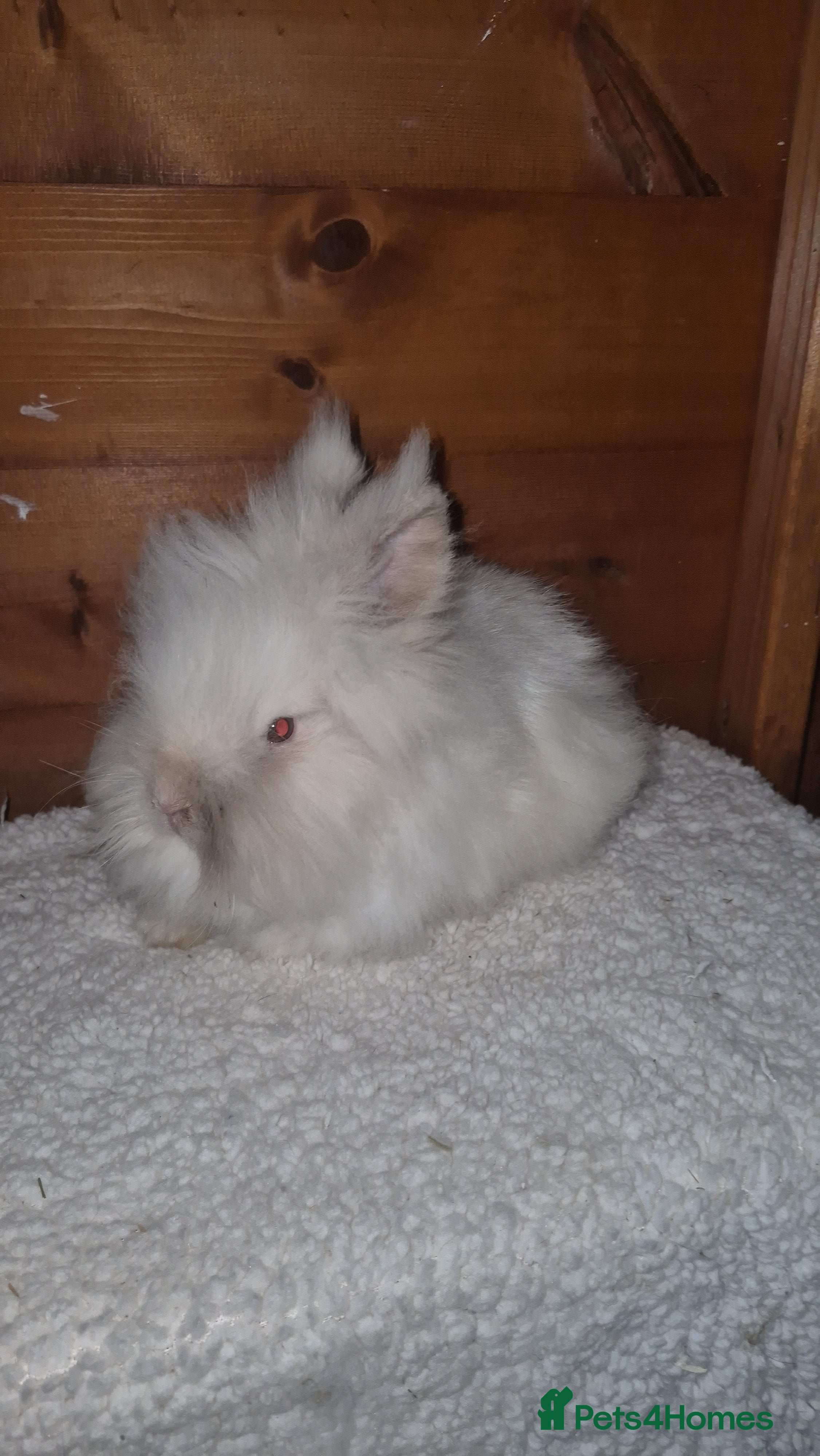 Mixed Breed rabbits Beautiful baby bunnies - Advert 18