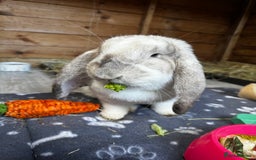French Lop rabbits for sale: 🩵Stunning litter pure bred blue eye French lops🩵 - Image 28