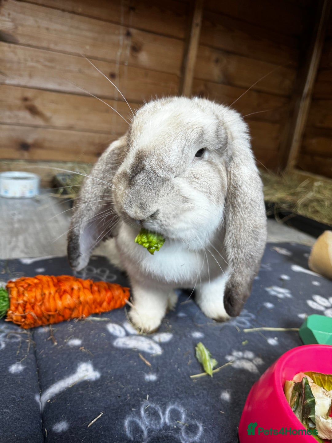 French Lop rabbits for sale: 🩵Stunning litter pure bred blue eye French lops🩵 - Image 28