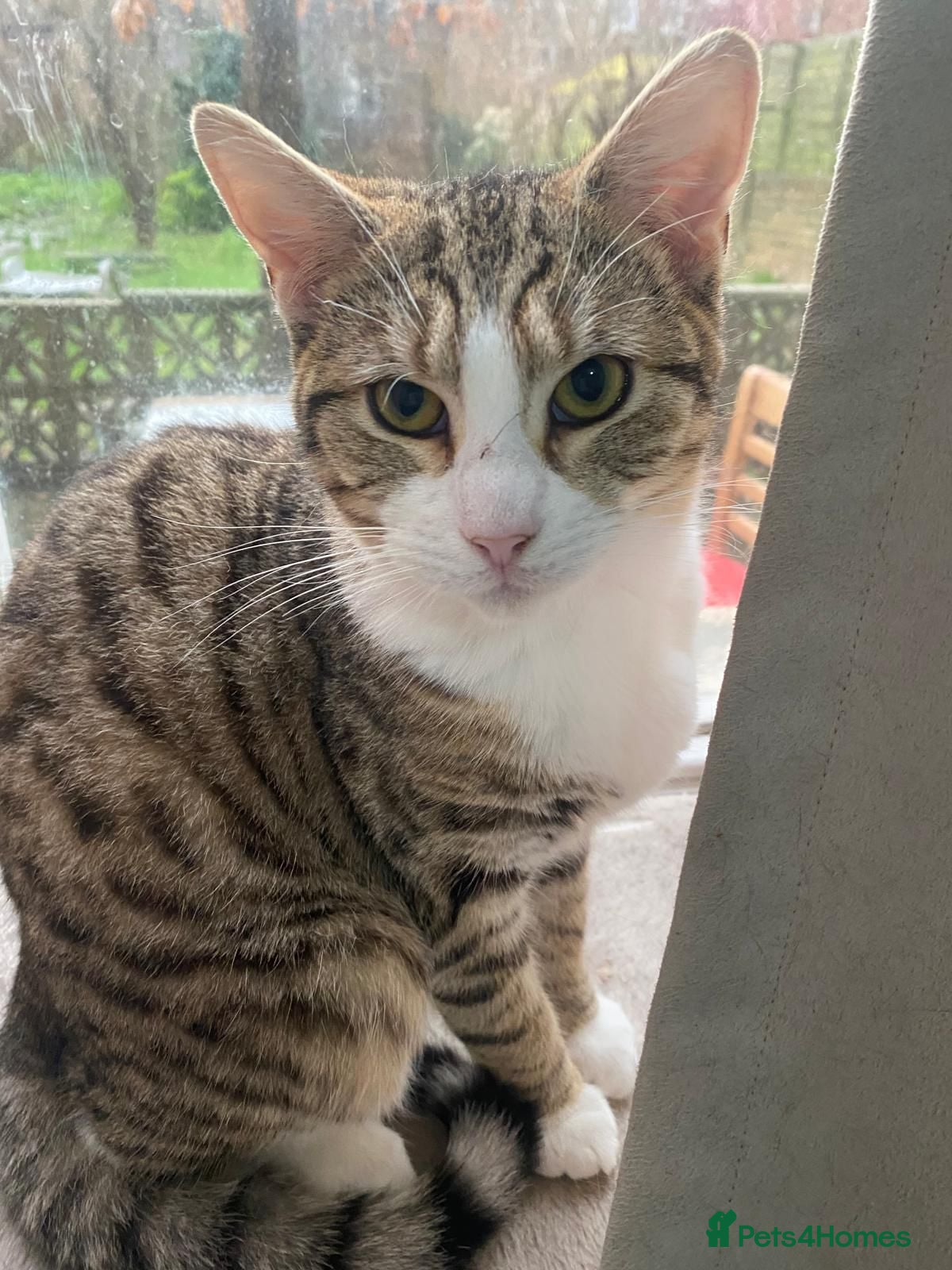 Mixed Breed cats 2 bonded sisters looking for forever home in Hook - Advert 3