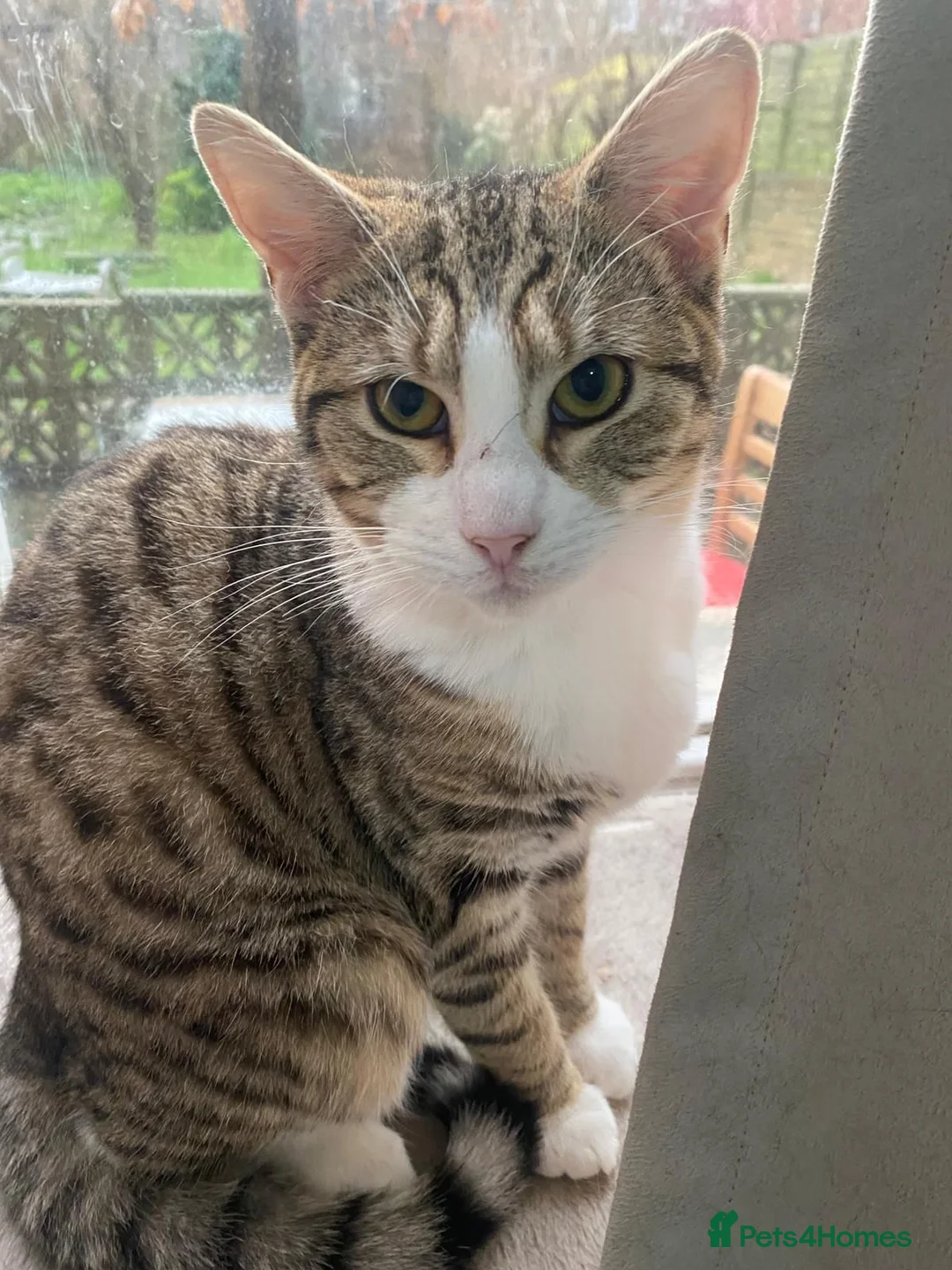 Mixed Breed cats for adoption: 2 bonded sisters looking for forever home in Hook - Advert 1