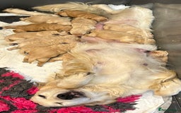 Goldendoodle dogs for sale: Gorgeous F1 Golden Doodles ❤️ - Advert 11