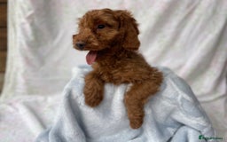 Cockapoo dogs for sale: F1 fox red cockapoos mixed littler new ad   - Image 1