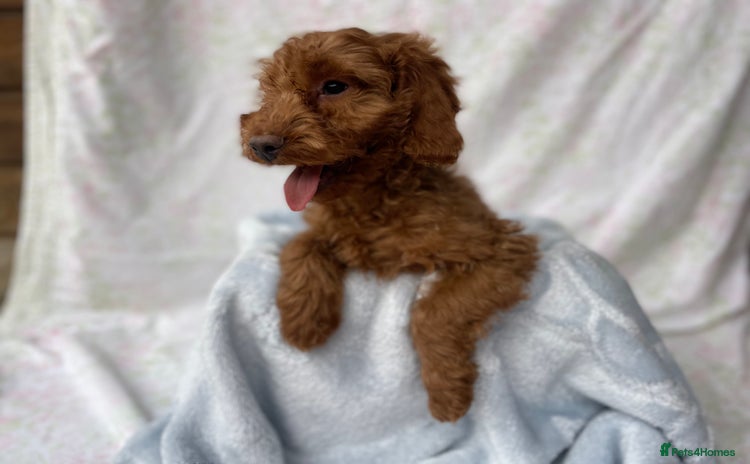 Cockapoo dogs - Advert 1