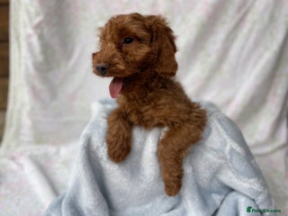 Cockapoo dogs - Advert 30