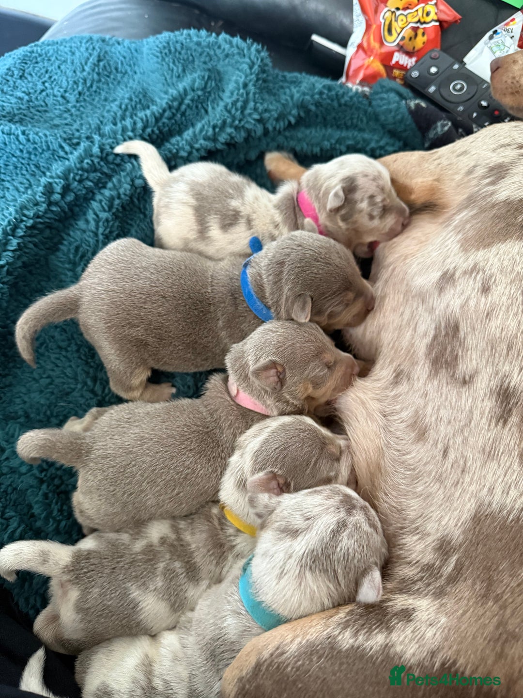 Jack Russell dogs for sale: Jack Russell puppys - Image 2