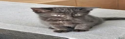Mixed Breed cats for sale: Bengal Cross last Kitten remaining  - Advert 3