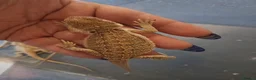 Bearded Dragon reptiles for sale: Baby bearded dragons  - Advert 16