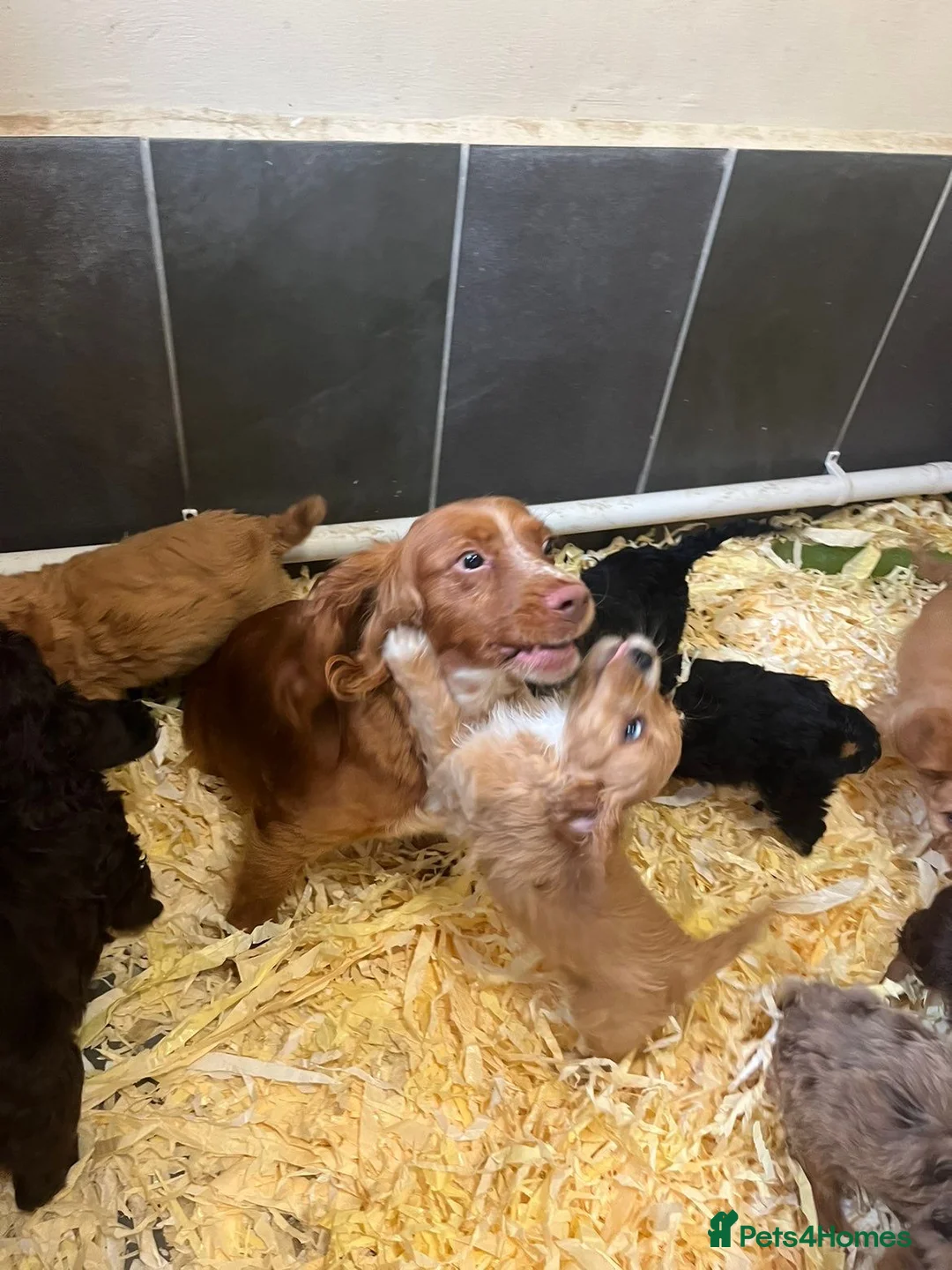 Cockapoo dogs for sale: Beautiful mix litter cockerpoo in Bishop Auckland - Advert 14
