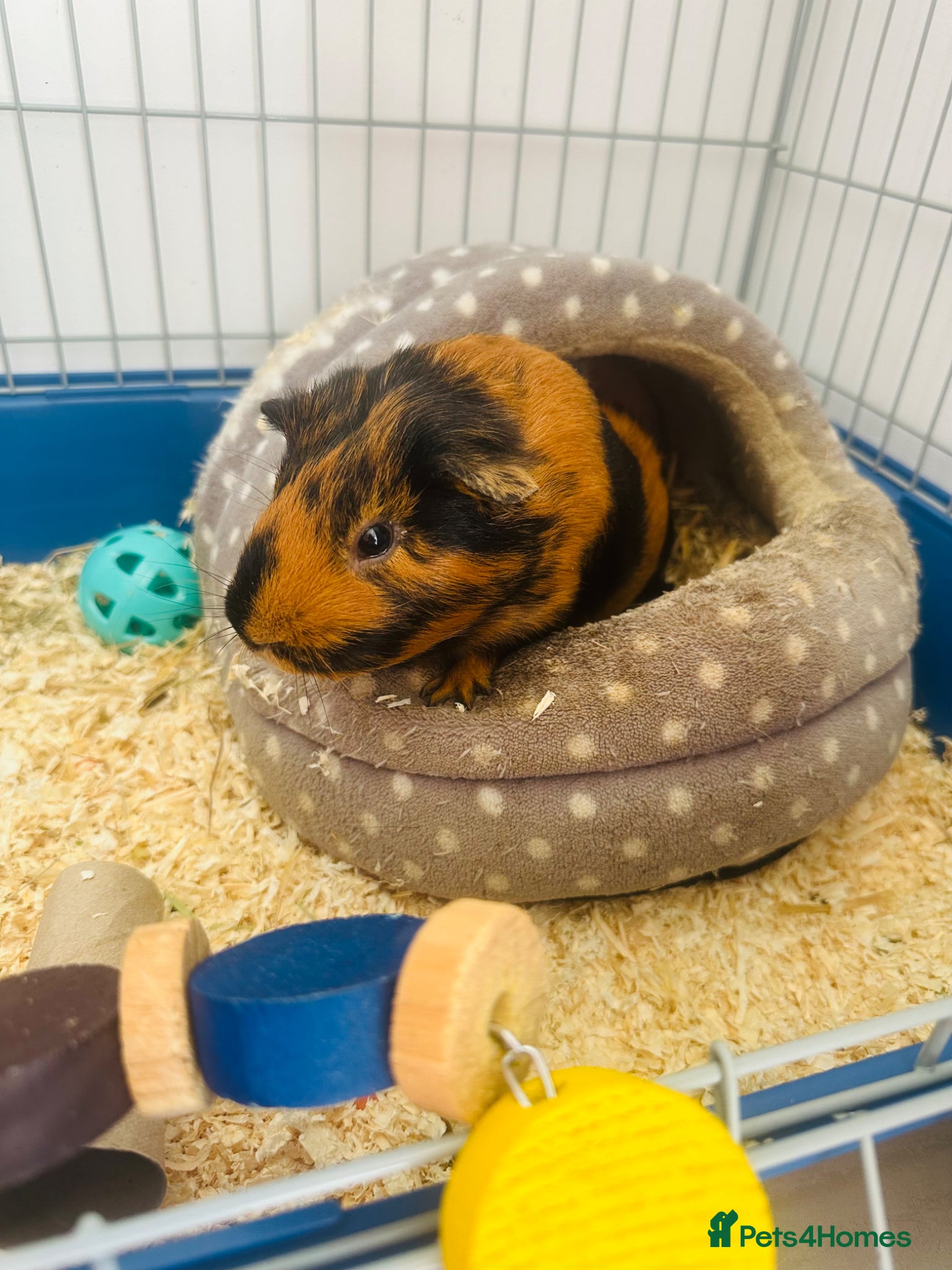 Guinea Pig rodents Male guinea pig for sale  - Advert 1