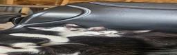 Domestic Shorthair cats for sale: 2 Stunning black and white tuxedo kittens - Advert 16