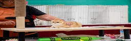 Scottish Fold cats for sale: Beautiful show quality scottish fold boys - Advert 6