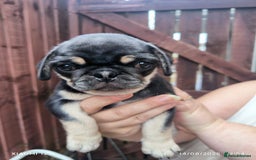 Pug dogs for sale: 2 KC Pug puppies available from a litter of 3. - Image 5