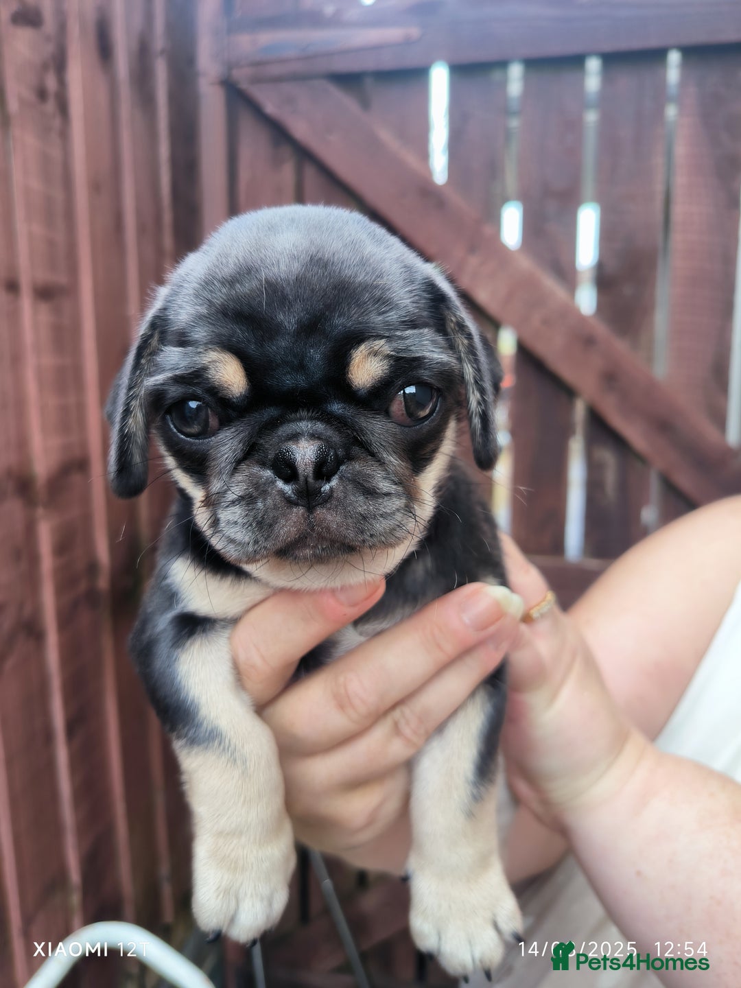 Pug dogs for sale: 2 KC Pug puppies available from a litter of 3. - Image 5