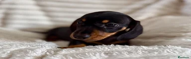 Miniature Dachshund 5