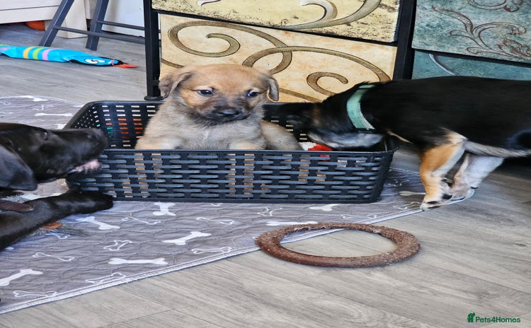Mixed Breed dogs - Advert 12