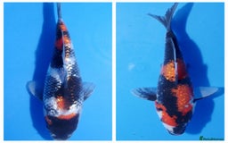 Koi Carp fish for sale: Japanese koi for sale - Image 1