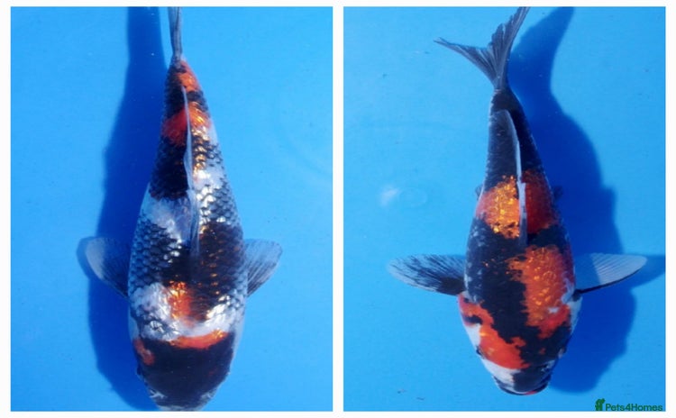 Koi Carp fish - Advert 1