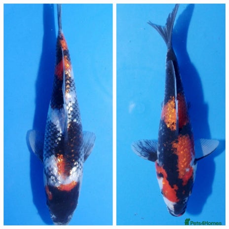 Koi Carp fish - Advert 1