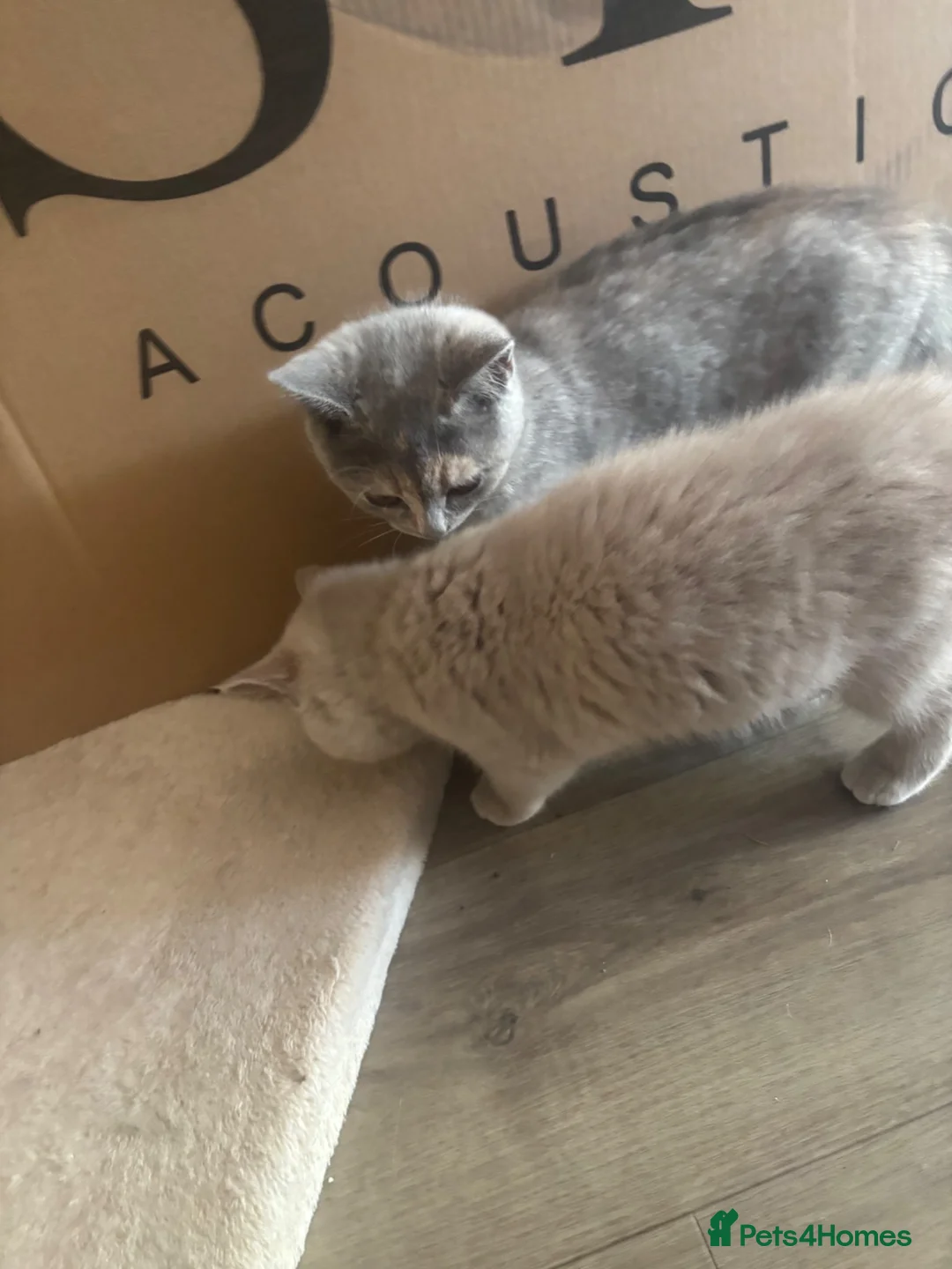 British Shorthair cats for sale: ❤️ A pair of  pedigree GCCF’ reg BSH sisters ❤️   - Advert 23