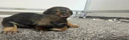 Mixed Breed dogs for sale: Miniature schnoxie/schnauzund puppy’s  - Advert 5