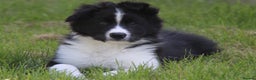 Border Collie dogs for stud: ISDS&KC Fully Tested Border Collie for Stud in Bicester - Advert 19