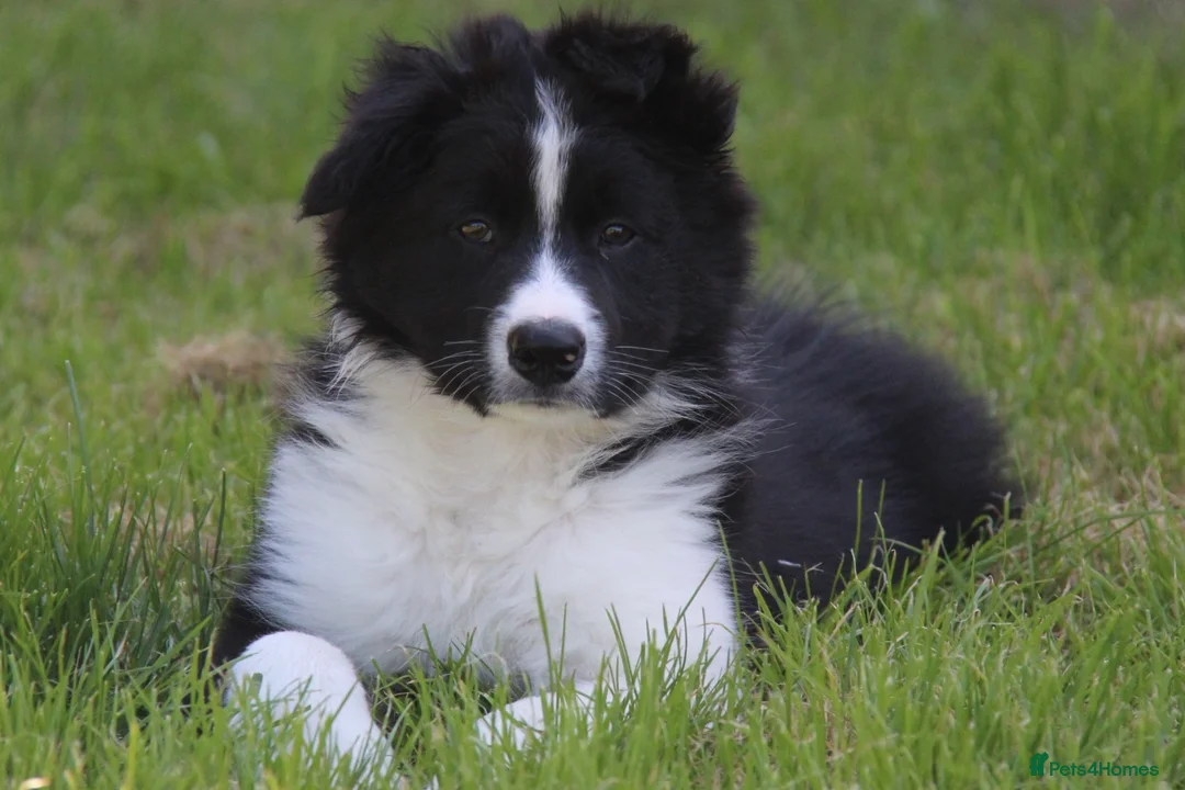 Border Collie dogs for stud: ISDS&KC Fully Tested Border Collie for Stud in Bicester - Advert 19