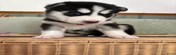 Siberian Husky dogs for sale: Adorable Siberian huskies  in Saint Helens - Advert 22