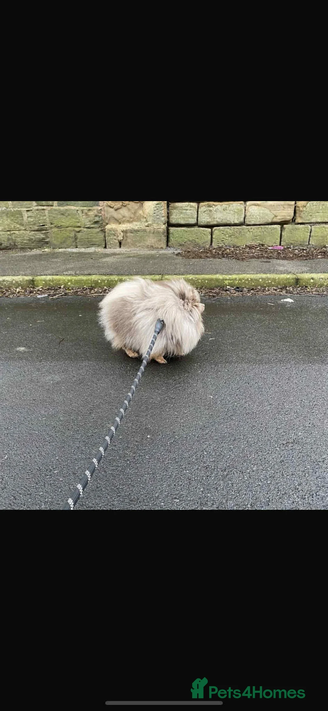 Pomeranian dogs for sale: Pomeranian merl boy teddy  in Manchester - Advert 2