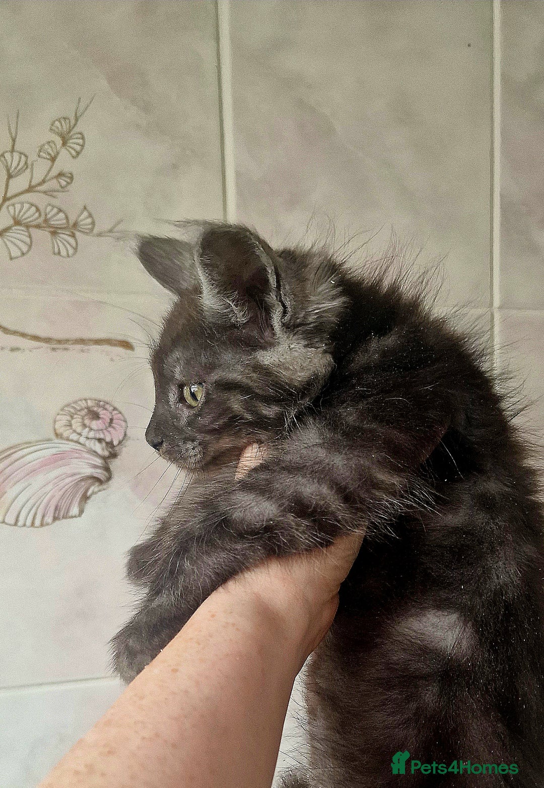 Maine Coon cats for sale: Maine Coon TICA reg kittens and Persian adult  - Image 5