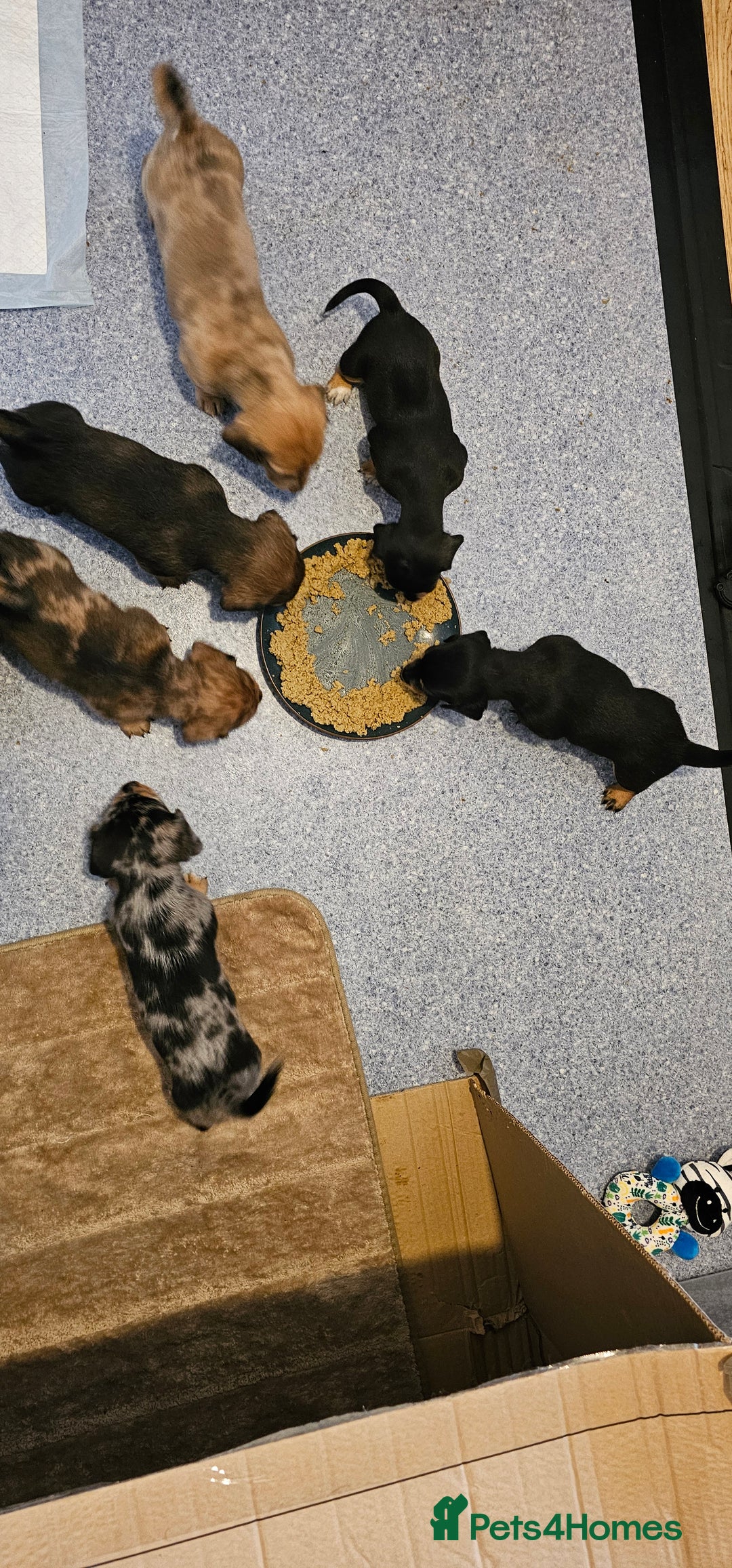 Miniature Dachshund dogs for sale: Daxie medium coat puppies dapples and black & tan  - Image 1