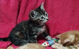 Mixed Breed cats for sale: Amazing, beautiful kittens 3 boys, 2 girls - Image 12