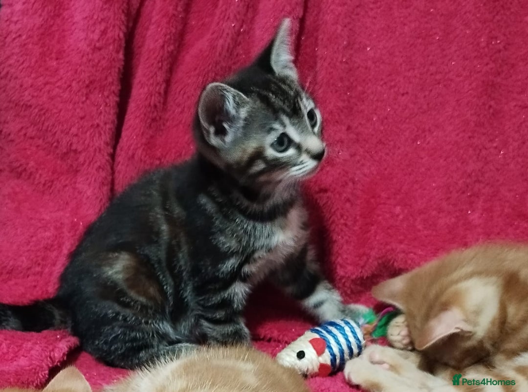 Mixed Breed cats for sale: Amazing, beautiful kittens 3 boys, 2 girls - Image 12