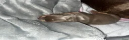 Dachshund dogs for sale: grey & white boy. Chocolate brown girl in Liverpool - Advert 13