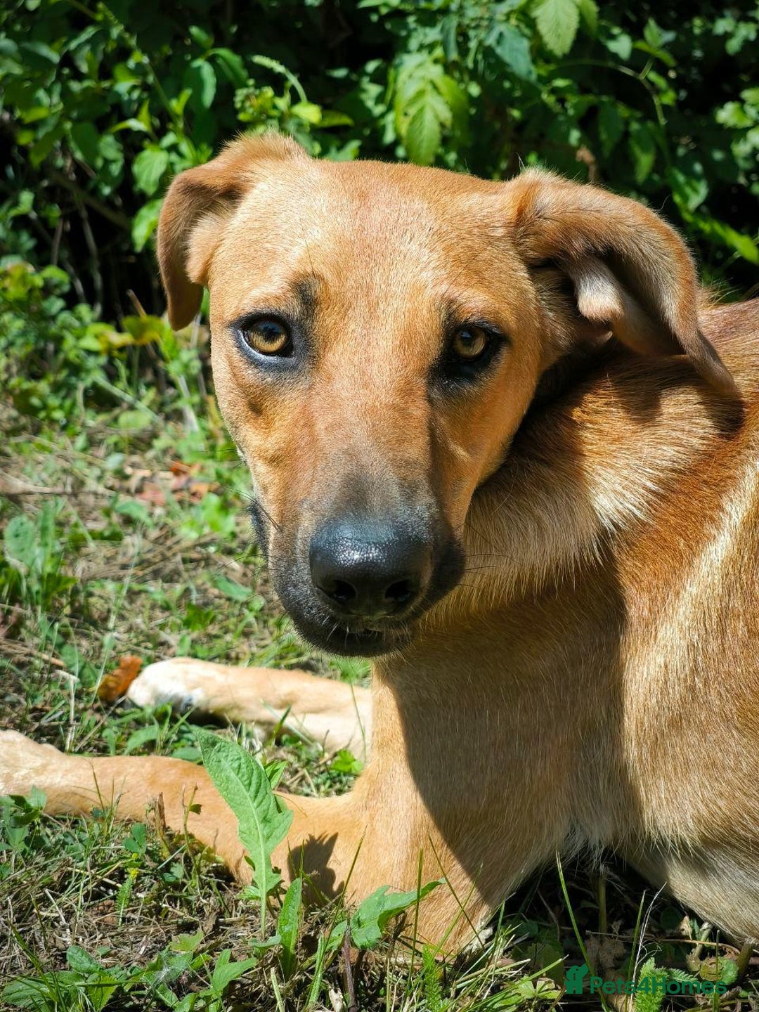 Mixed Breed dogs for adoption: 💖🐶 NIXIE 🐶💖 - Image 7