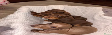 Miniature Dachshund 6