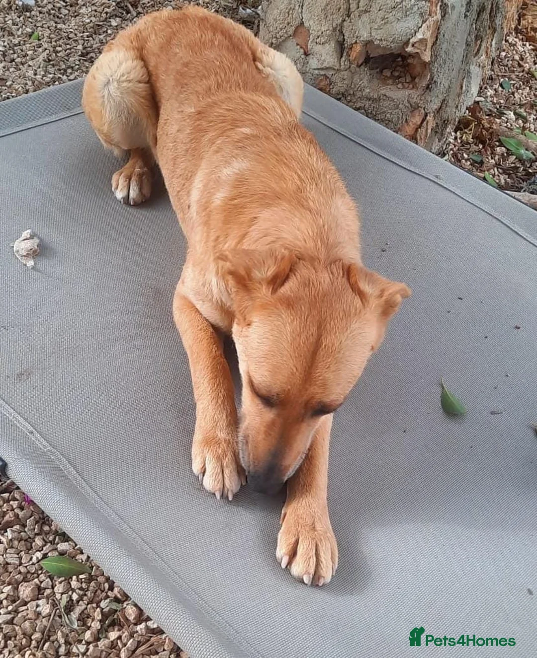 Mixed Breed dogs for adoption: Forever Home for Puppy Phoebe  - Advert 6