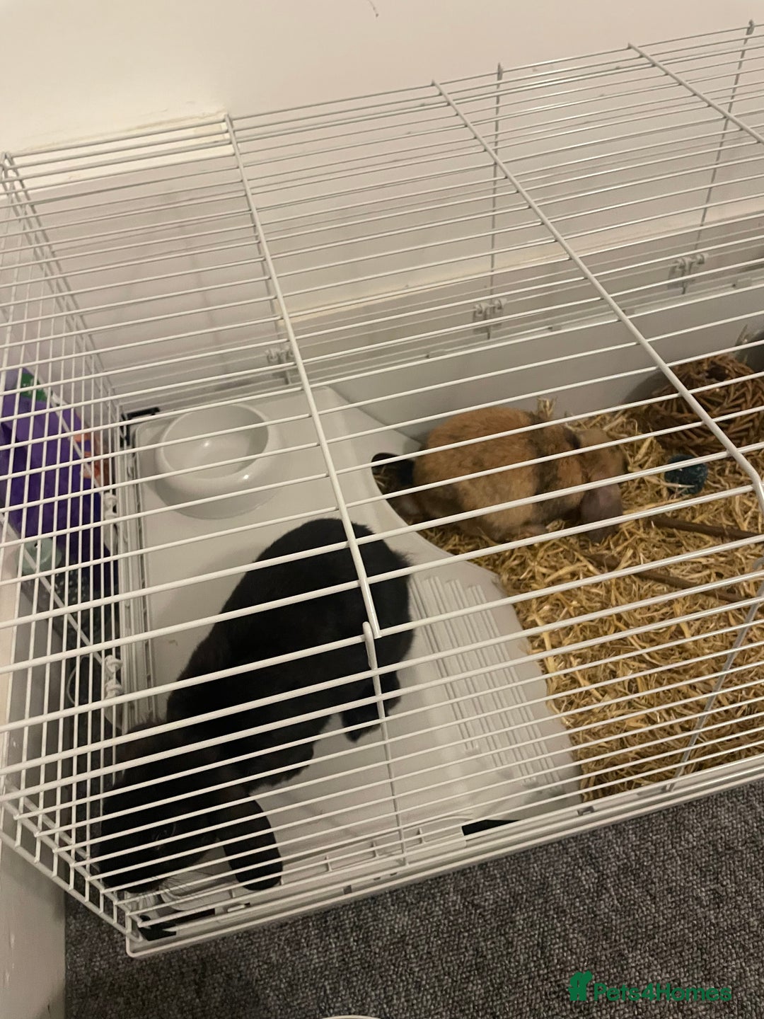 Dwarf Lop rabbits for sale: 2 x Male Dwarf Lop for sale - 12 weeks old  - Advert 5