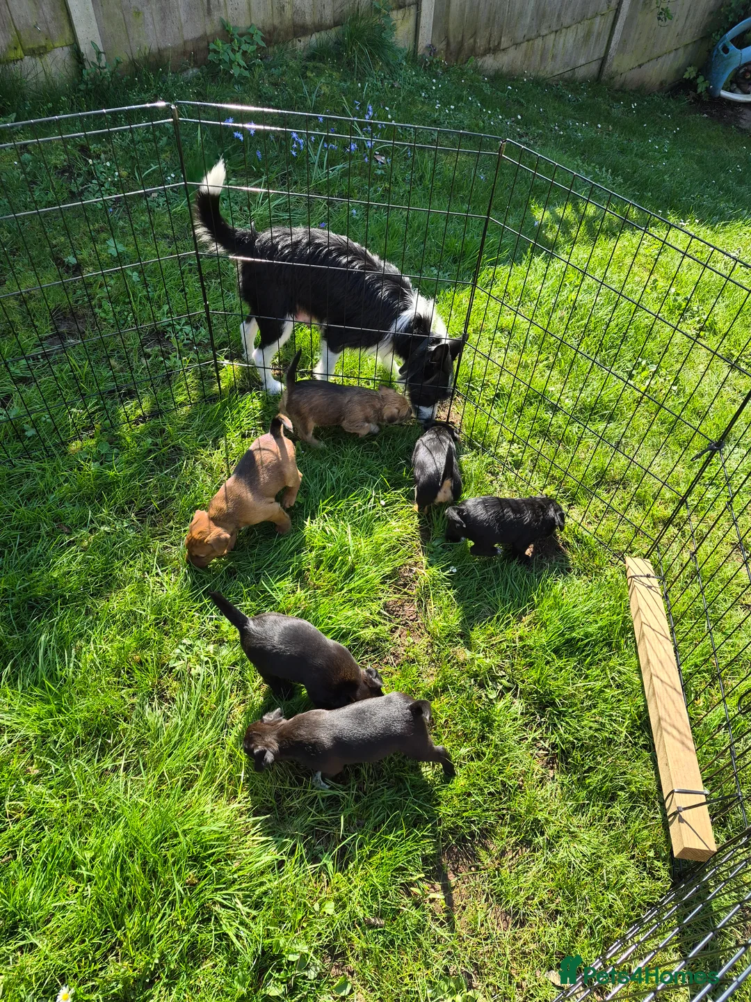 Mixed Breed dogs for sale: 5 Lakeland Terriers X for sale  in Ledbury - Advert 2