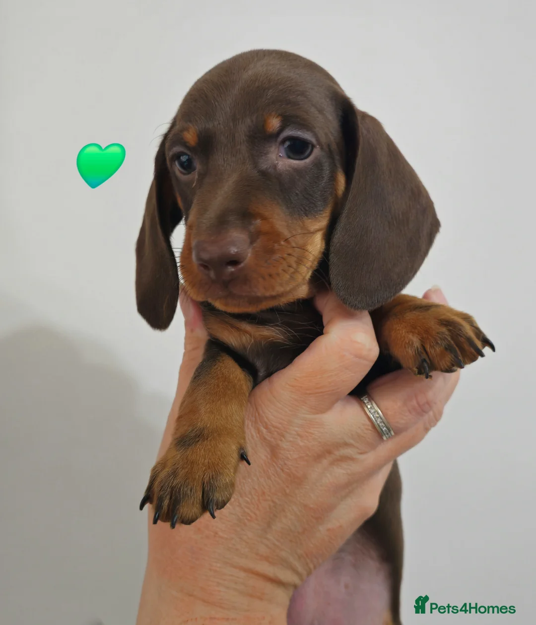 Dachshund dogs for sale: READY SUNDAY,  stunning pups kc reg parents  - Advert 2