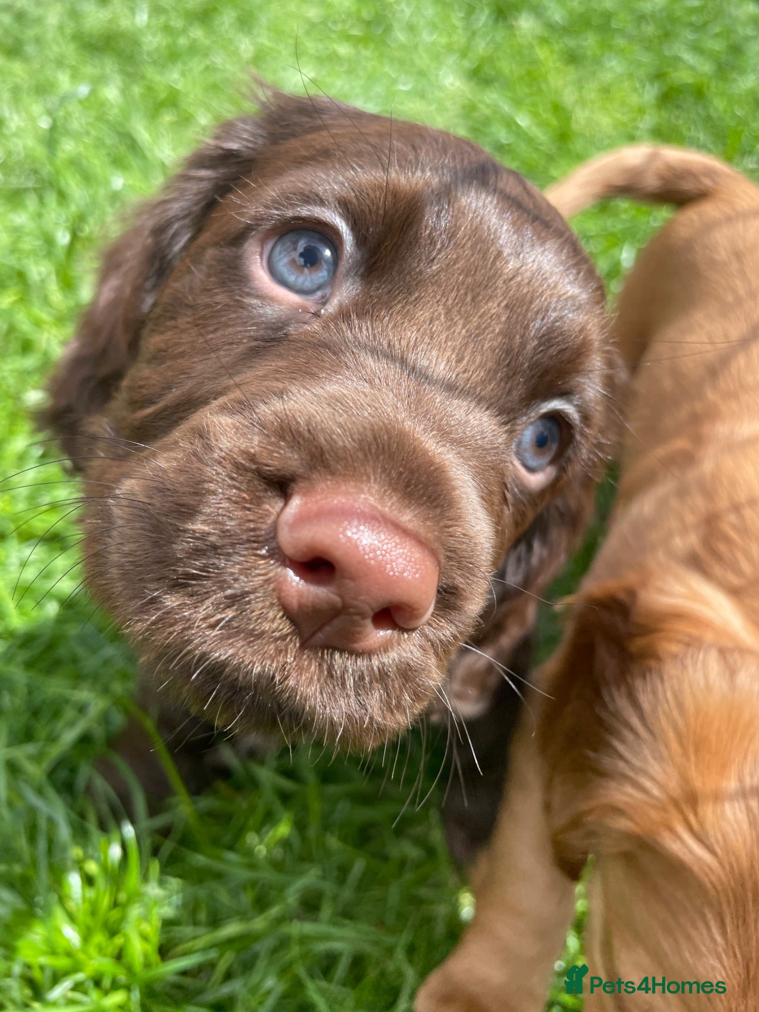 Cocker Spaniel dogs LAST 2 Gorgeous blue eyed boy KC registered cocker - Advert 1