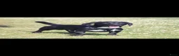 Mixed Breed dogs for sale: Benny Dachshund cross  - Advert 2