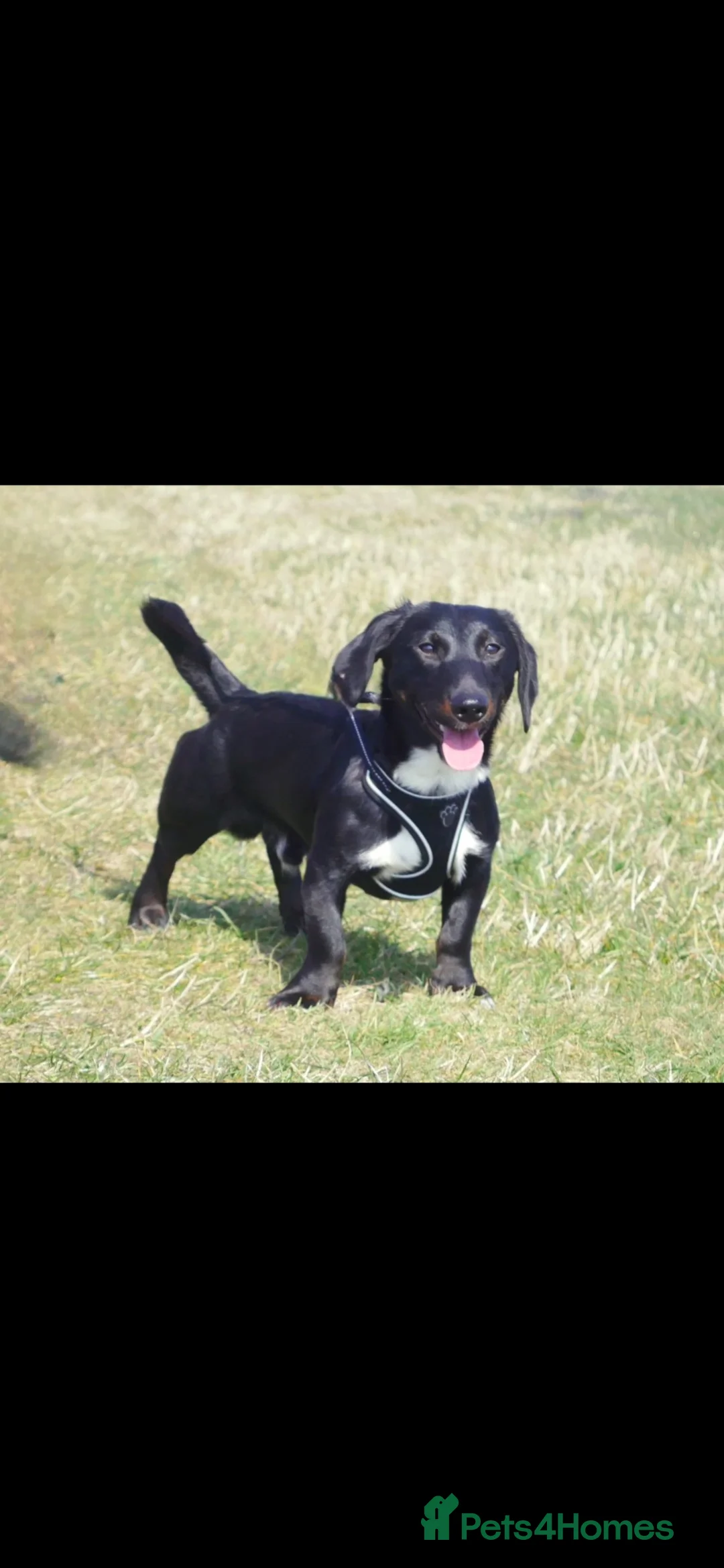 Mixed Breed dogs for sale: Benny Dachshund cross  - Advert 2