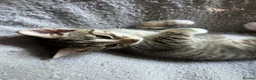 Mixed Breed cats for sale: 4 Gorgeous tabby kittens, 2 with white features - Advert 18