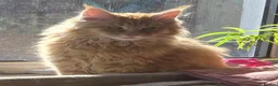 Maine Coon cats for sale: Beautiful Mainecoon kittins to sale - Advert 2
