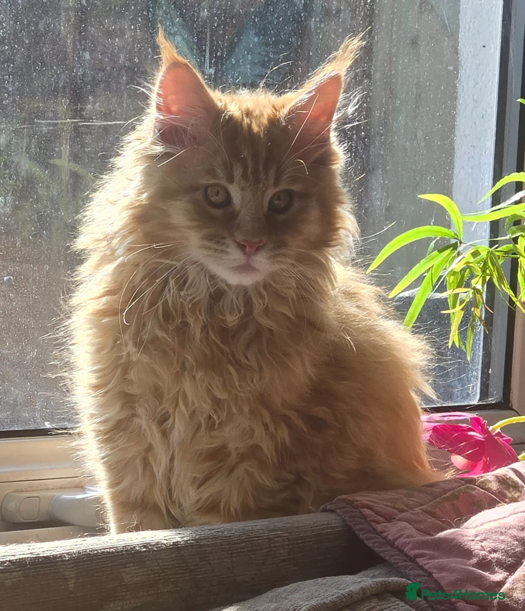 Maine Coon cats for sale: Beautiful Mainecoon kittins to sale - Advert 2