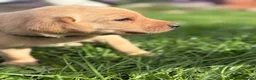 Labrador Retriever dogs for sale: Labrador Puppies for sale - Advert 19