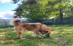 Mixed Breed dogs for adoption: BENNY - a loyal and gentle boy for a Loving Home - Image 29
